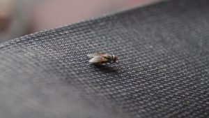 fruit flies