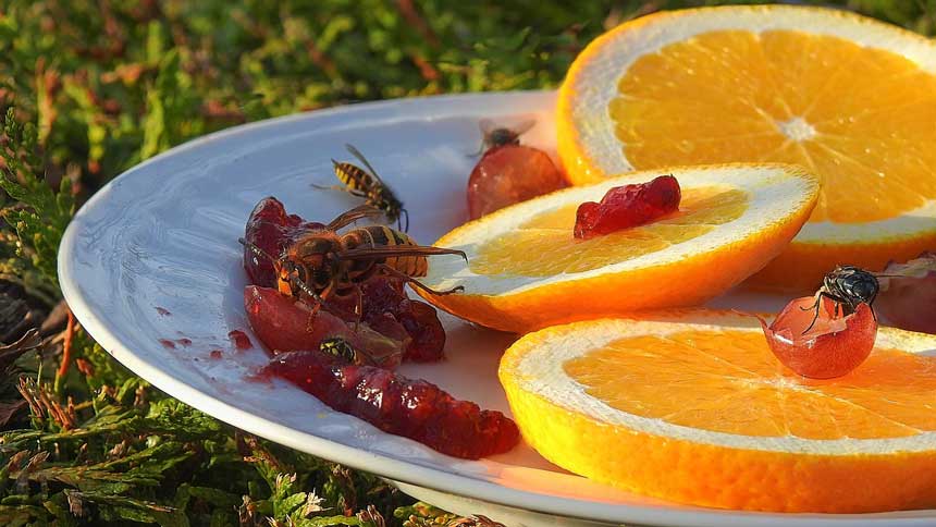 some fruit flies on orange slices & berries